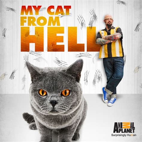 my cat from hell burberry|my cat from hell episode guide.